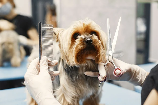 Unique hairdressing and manicure services for your pets
